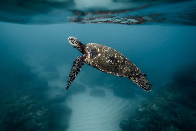 Meeresschildkröte im Wasser