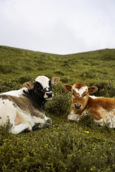 Eine Kuh und ein Kalb