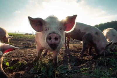 Ein Schwein schaut in die Kamera