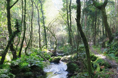 Wald in Galizien