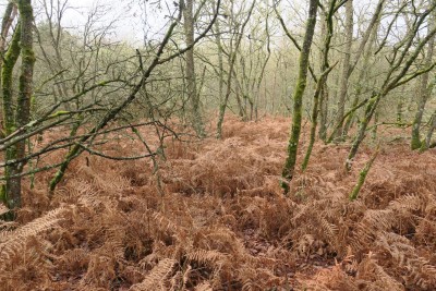 Wald in Galizien