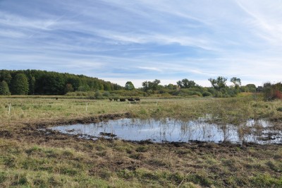 Wasserbüffelhaltung auf nassen Moorflächen der Sernitz