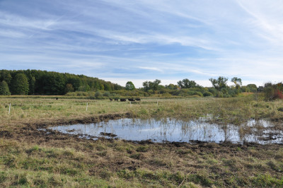 Wasserbüffelhaltung auf nassen Moorflächen der Sernitz