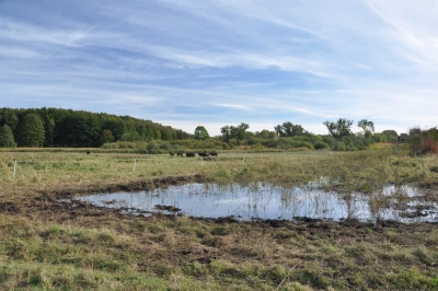 Wasserbüffelhaltung auf nassen Moorflächen der Sernitz