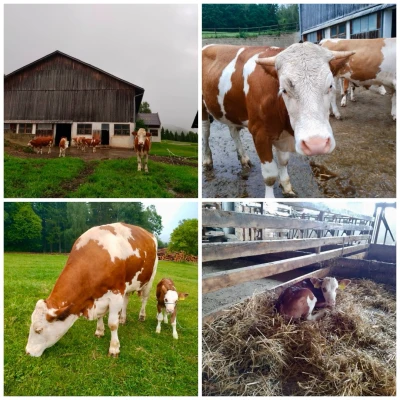 Bildcollage Zenzlhof