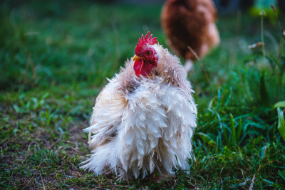 Ein Huhn