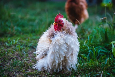 Ein Huhn