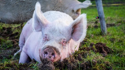 Ein Schwein