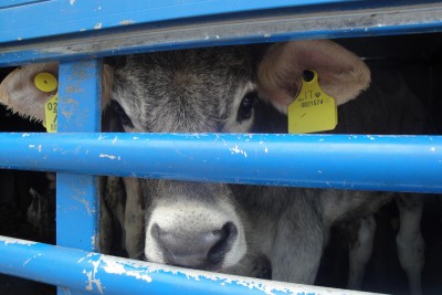 Das Gesicht einer Kuh in einem Tiertransporter