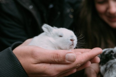 Ein kleines Kaninchen sitzt auf einer Hand