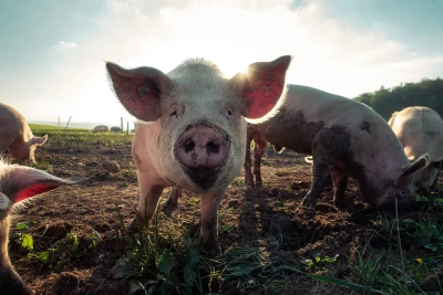 Glückliche Schweine