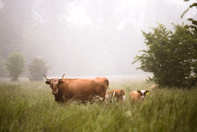 Drei Kühe stehen im hohen Gras