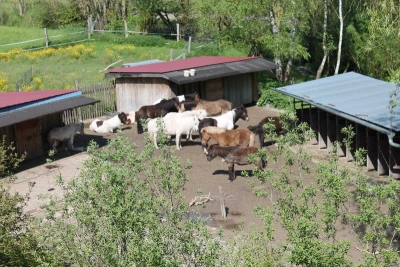 Pferde stehen in ihrem Stall