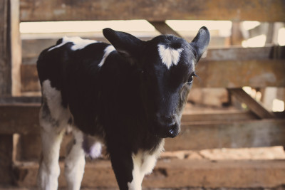 Ein Kalb im Stall