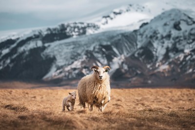 Schafe stehen in der Natur