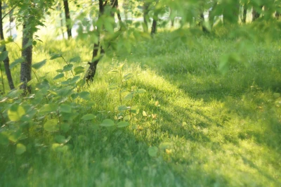 Wald