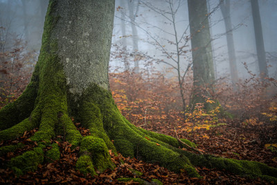 Wald