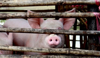 Ein Schwein hinter einem Gitter