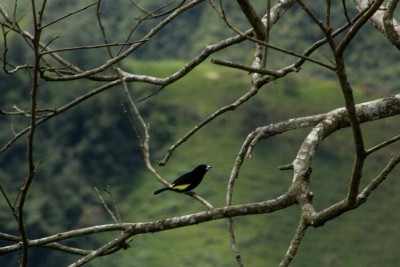 Ein Vogel sitzt im Geäst