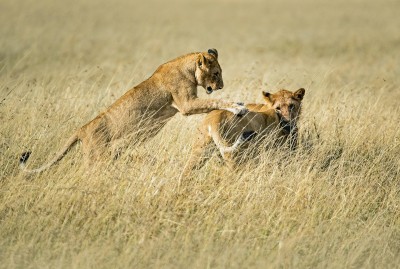 Löwen in der Steppe