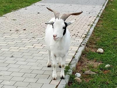 Eine Ziege blockt in die Kamera