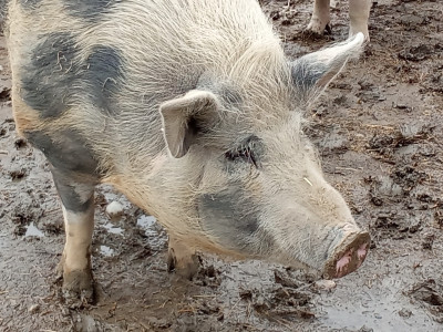 Ein Schwein steht im Matsch
