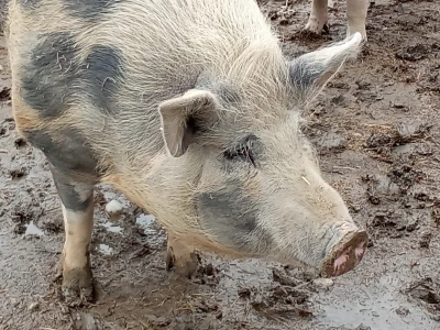 Ein Schwein steht im Matsch
