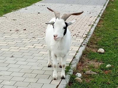 Eine Ziege blockt in die Kamera